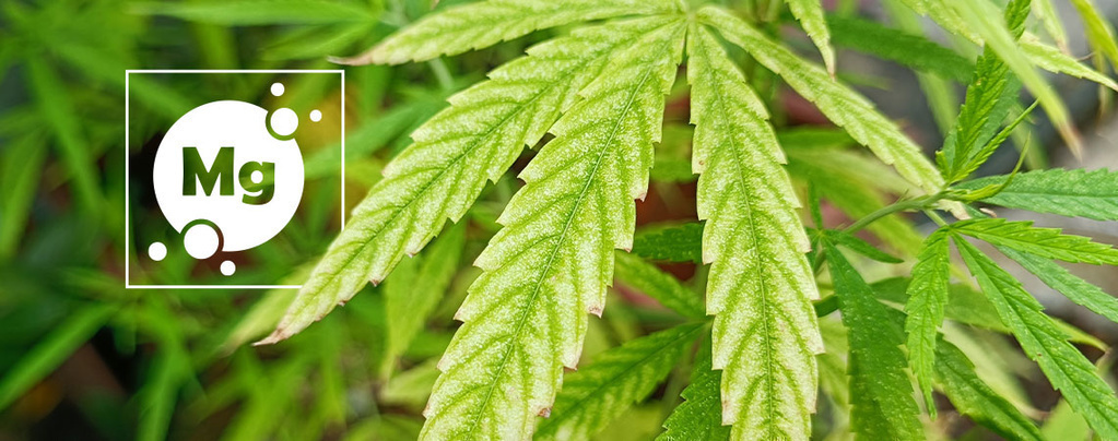 Kannabiksen magnesiuminpuutos