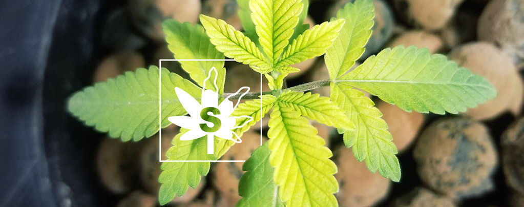 Rikinpuute kannabiskasveissa