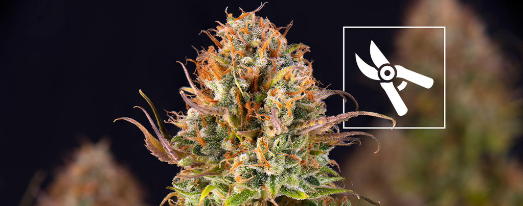 Milloin kannabiskasvit kannattaa korjata