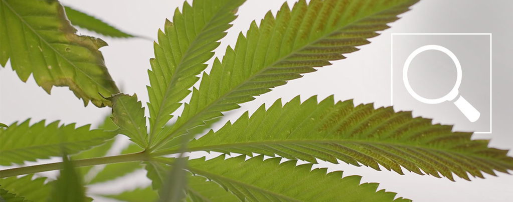 Fosforin puute kannabiskasveissa: Oireet ja korjaukset