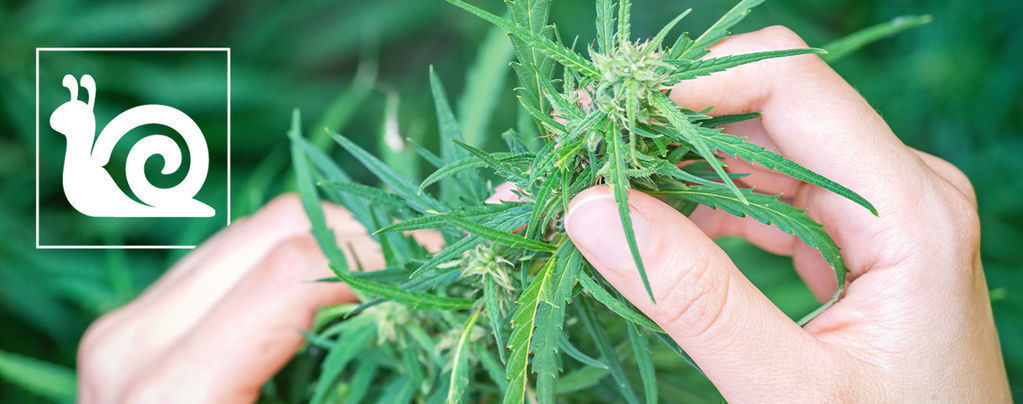Hidas kannabiksen kasvu: syyt ja miten korjata tilanne