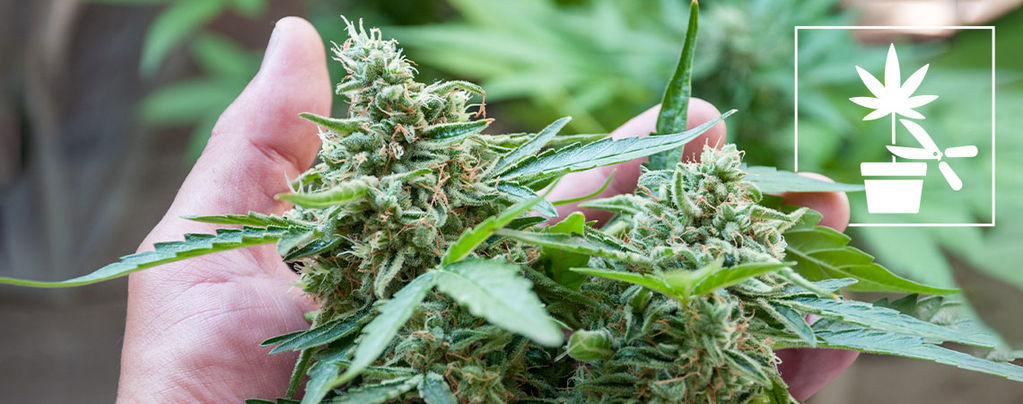 Täydellinen aloittelijan opas kannabiskasvin eri koulutus- ja muotoilutekniikoihin