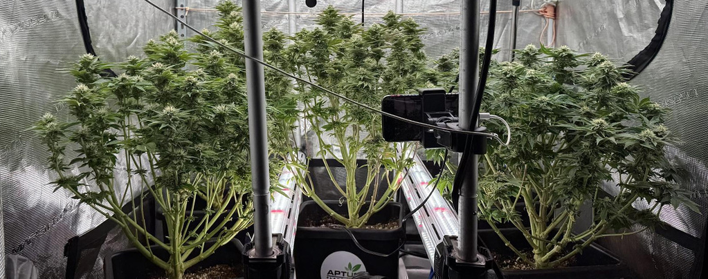 Kannabiksen välivalaistus: kyllä vai ei?