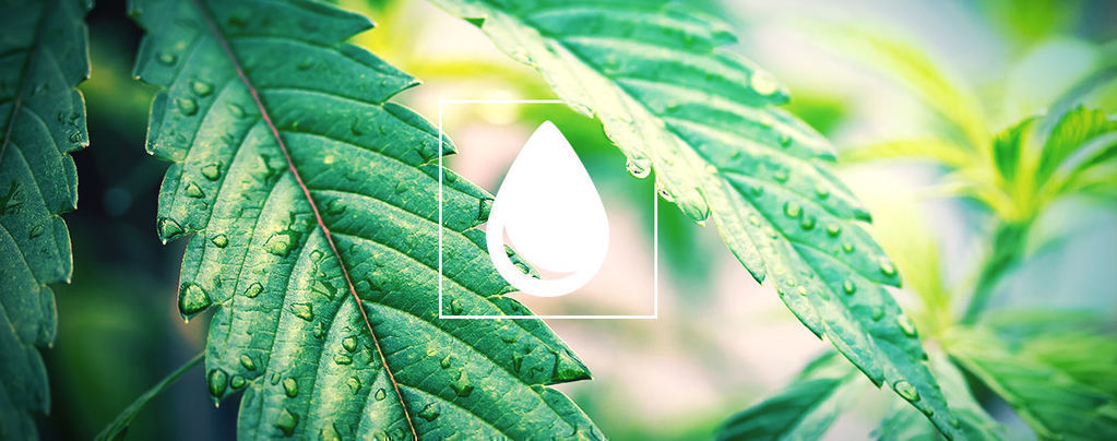 Kuinka kastella kannabiskasveja