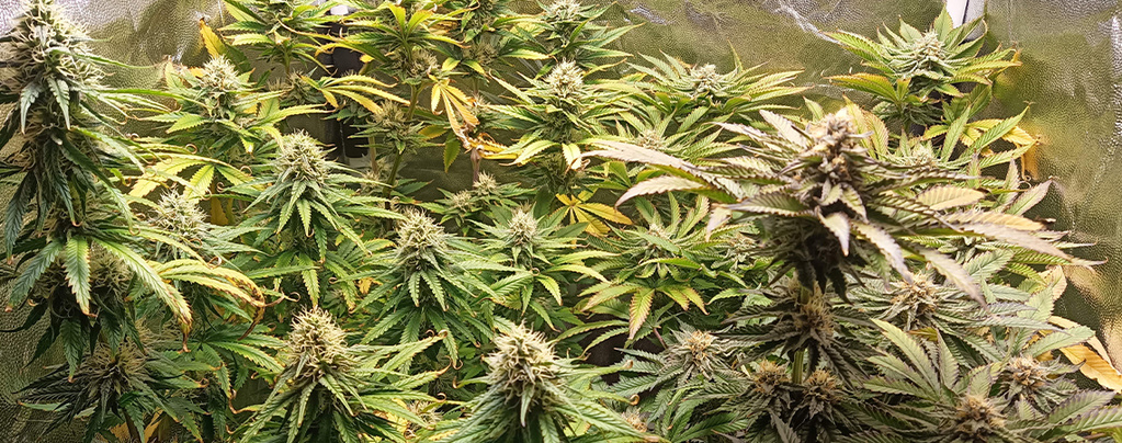 Kannabiksen pH: miten se mitataan ja säädetään
