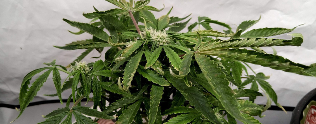 Kuinka korjata kannabiksen lehtien ylöspäin käpristyminen