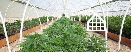 Miksi kannabista kannattaa kasvattaa kasvihuoneessa tai viherhuoneessa