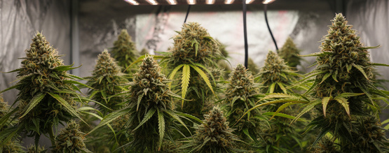 Kuinka kasvattaa kannabista 12/12-valojaksolla siemenestä