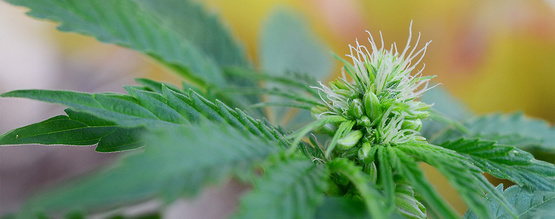 Hermafrodiittiset kannabiskasvit: varhaiset merkit, kuvat ja mitä tehdä
