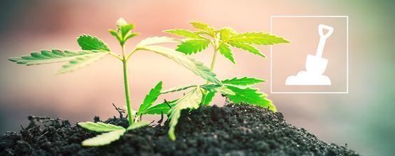 Kaikki, mitä sinun tarvitsee tietää kannabiksen kasvattamisesta mullassa