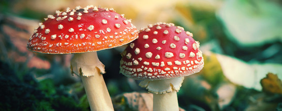 Mikä on punakärpässieni (Amanita muscaria)?