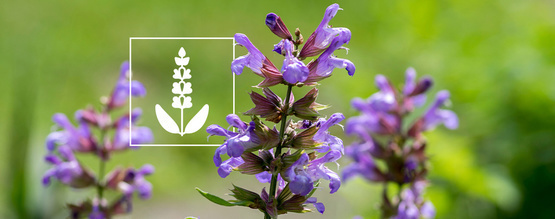Salvia divinorum: Kaikki, mitä sinun tulee tietää
