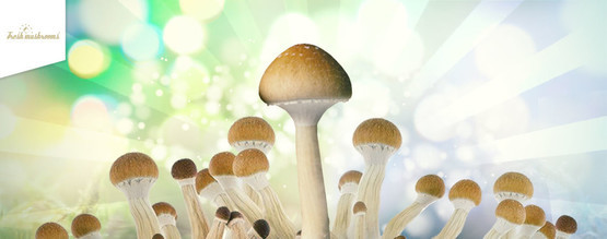 Kuinka kasvattaa Fresh Mushrooms -kasvatussarjoilla