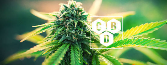 Mitä kannabidioli (CBD) on?