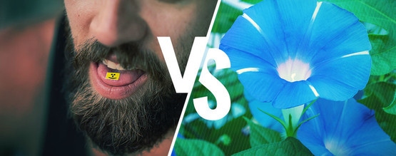 LSD vs. LSA – erot