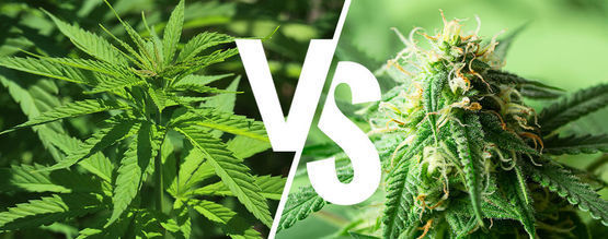 Indica vs. sativa: onko sillä yhä merkitystä vuonna 2026?