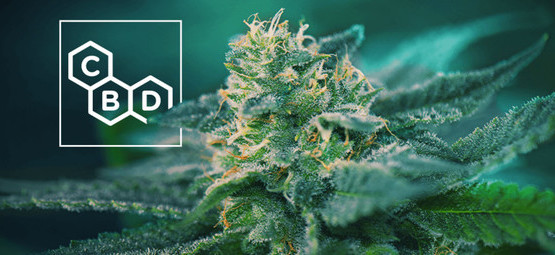 CBD-pitoiset kannabislajikkeet