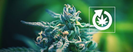 Kannabiskasvin elinkaari
