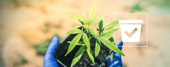 Oikean ruukun valitseminen kannabiskasveillesi