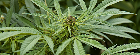 Mikä on Cannabis sativa?