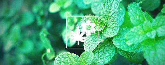 Kannabiksen kumppanuuskasvit: minttu