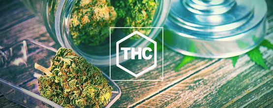 Kaikki, mitä sinun tulee tietää THC:stä