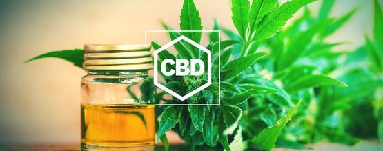 Kaikki, mitä sinun tulee tietää CBD:stä