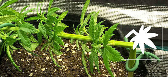 Kannabiksen supercropping: kaikki, mitä sinun tulee tietää