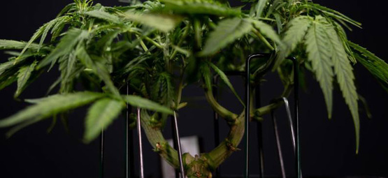 Low-stress training (LST) kannabikselle: kattava opas