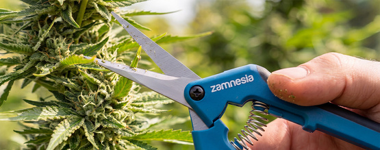 Kannabiksen FIM-karsinta suuremman sadon saamiseksi: milloin ja miten FIMmaat kasvisi