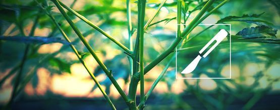 Opas kannabiksen varsien halkaisuun