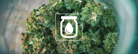 Kannabiksen vesikypsytys: mitä se on ja miten se tehdään