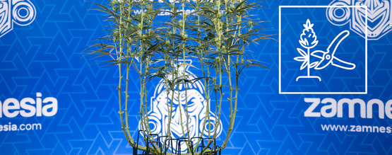 Kuinka tehdä kannabikselle lollipopping