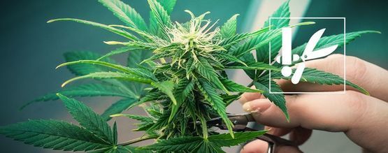 Kannabiksen trimmaustekniikat ja vinkit