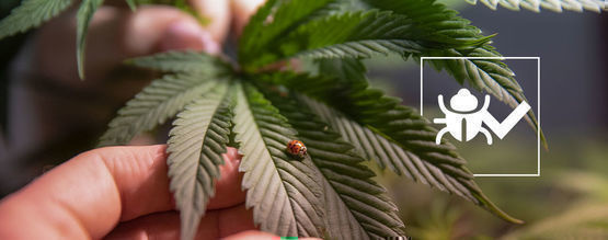 Hyönteiset, jotka auttavat kasvattamaan parempaa kannabista