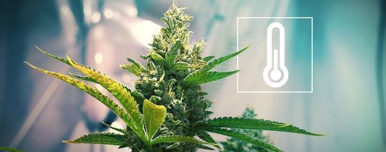 Lämpötila kannabiksen kasvatushuoneessa