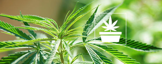 Kannabiksen kasvatuksen vegetatiivinen vaihe