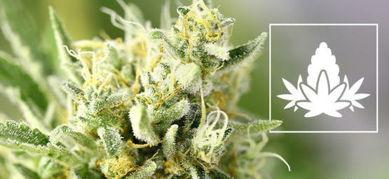 Kannabiksen kasvatuksen kukintavaihe