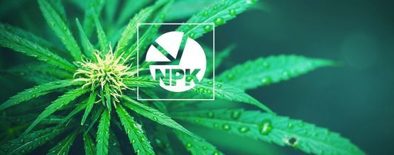 NPK: Mikä on paras suhde kannabiksen kasvatukseen