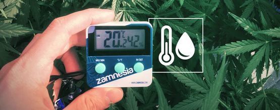 Ilmankosteus kannabiksen kasvatustilassa