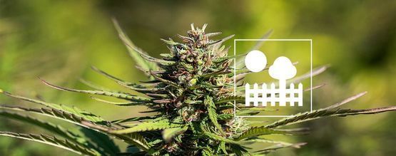 Kannabiksen kasvattaminen puutarhassa tai pihalla