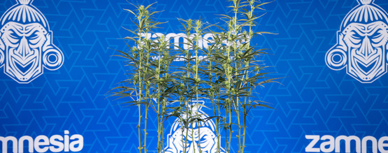 Kannabiksen defoliaatio: kaikki, mitä sinun tulee tietää