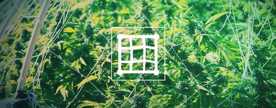 Kuinka tuet kannabiksen säleikköön