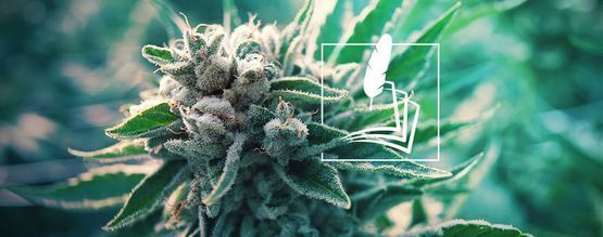 Lääkekannabiksen historia