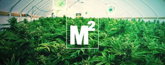 Kuinka monta kannabiskasvia kannattaa kasvattaa neliömetriä kohden?