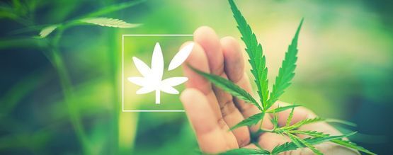 Kaikki kannabiskasvin anatomiasta