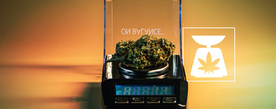 Kannabiksen painomitat: kaikki, mitä sinun pitää tietää
