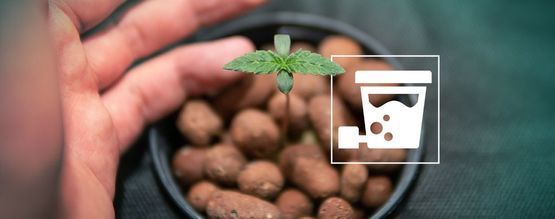 Kuinka saat DWC-hydroponiikalla kannabiksesta valtavan sadon