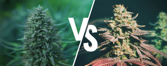 Valojaksolajikkeet vs. Autoflower-kannabis: kumpi sopii sinulle?