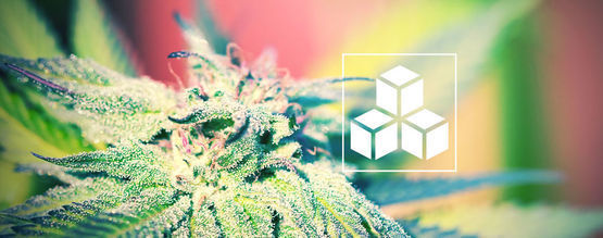Sokereiden merkitys kannabiksen kasvatuksessa
